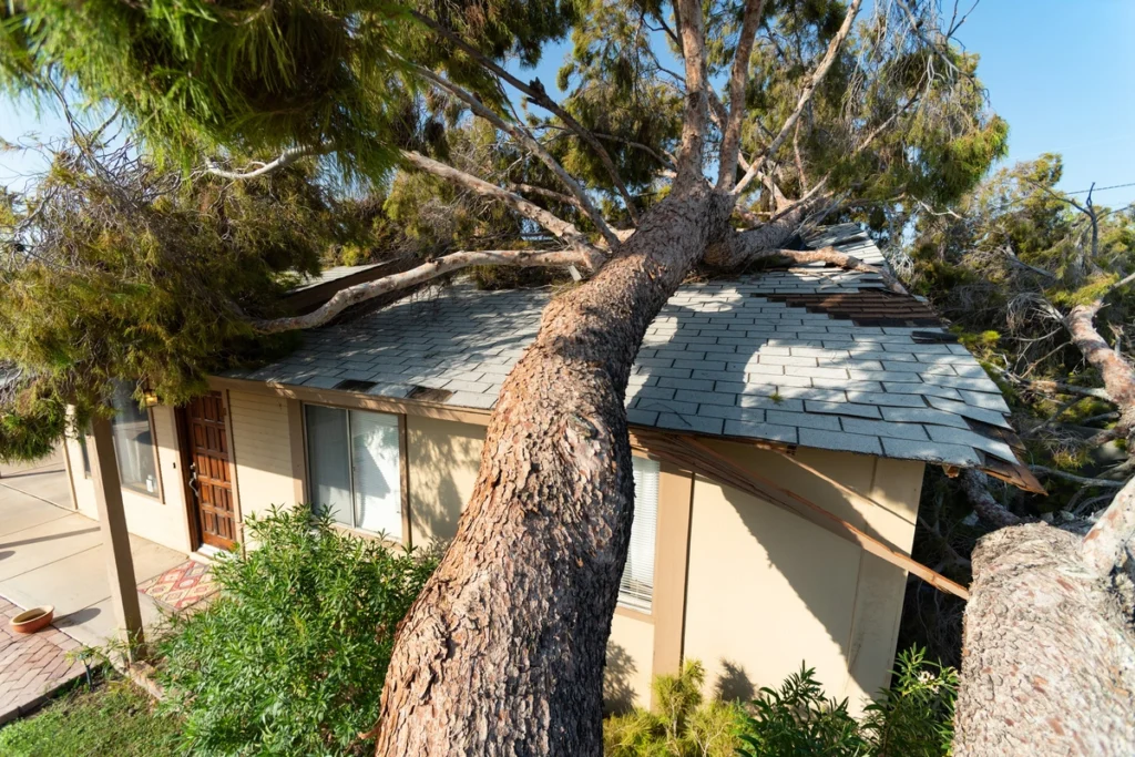 huge tree fallen on roof during storm emergency roof repair